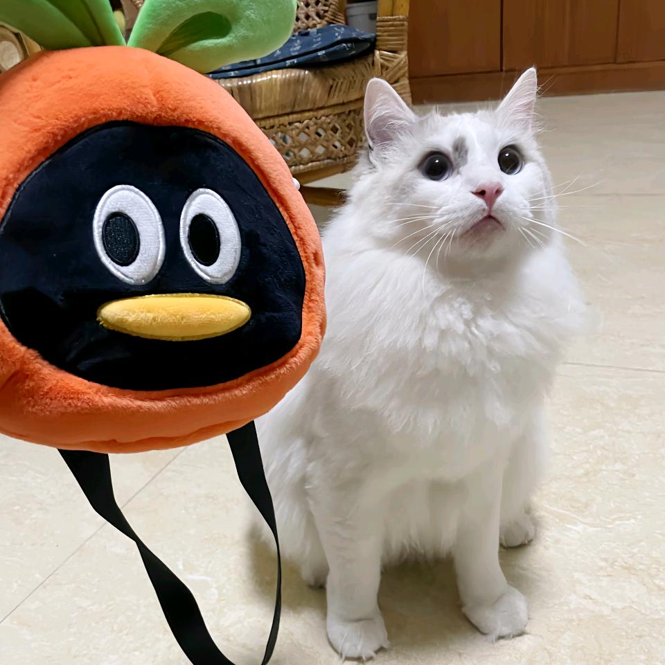 普洱是一只猫