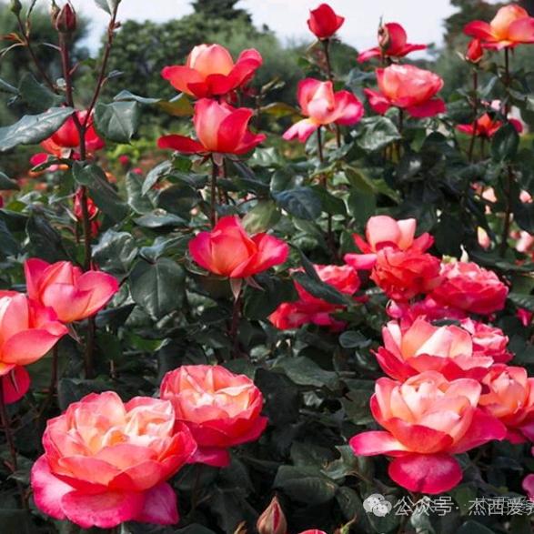 婚姻就是一场游戏