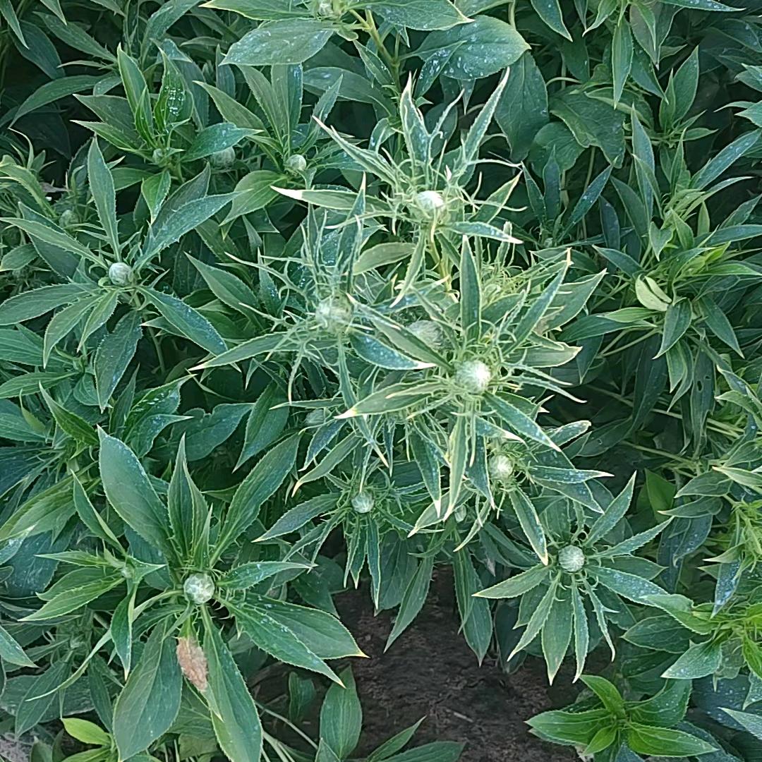 定州白术苗白术籽