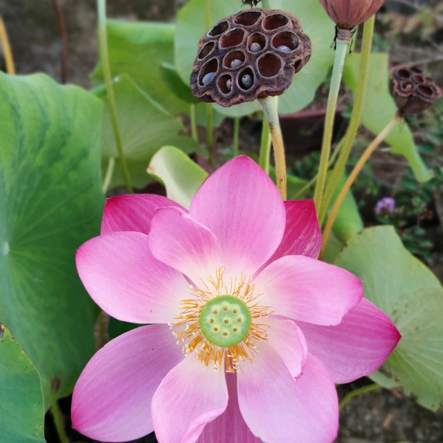 云溪小居