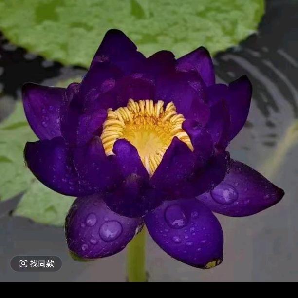 永生莲荷苑
