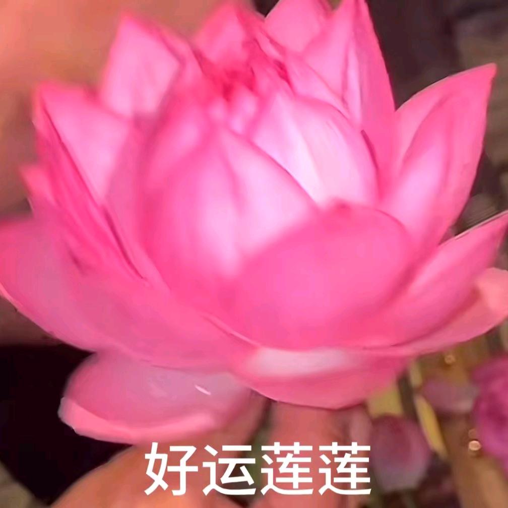 金宝歌