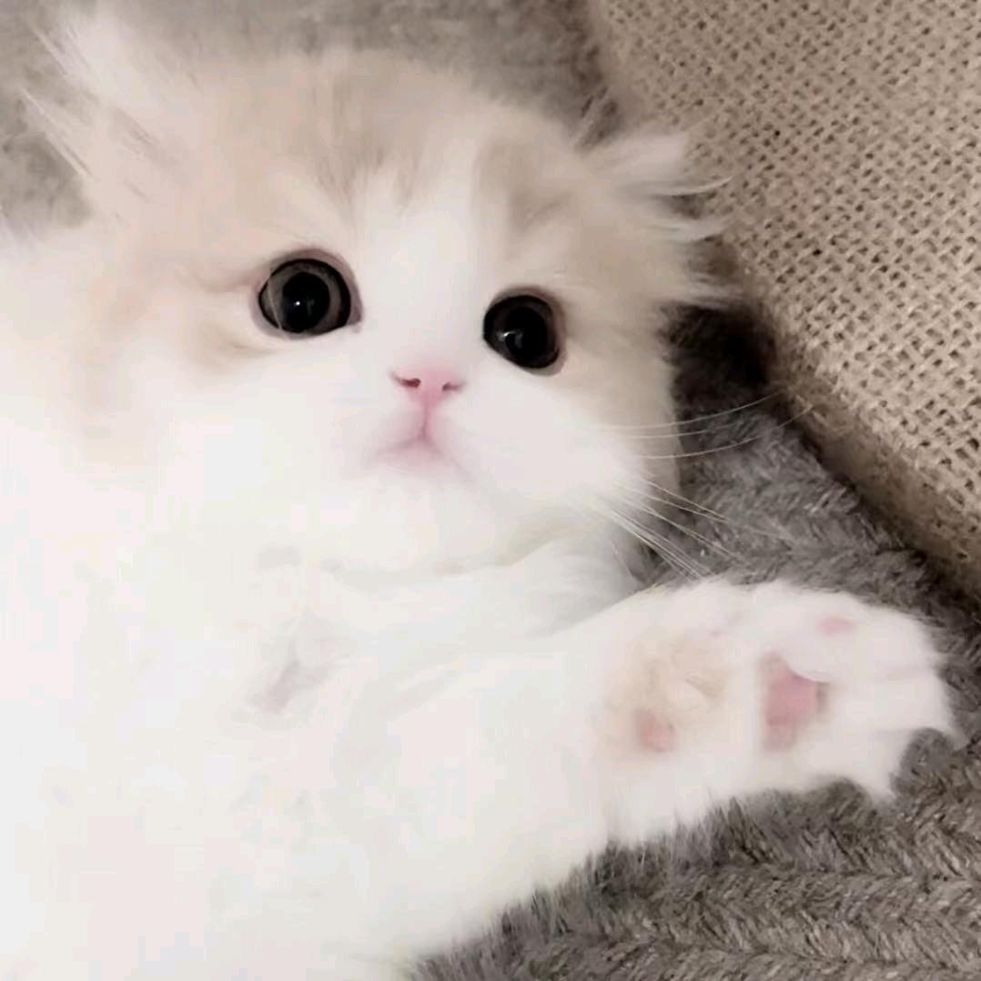 禁地Yo