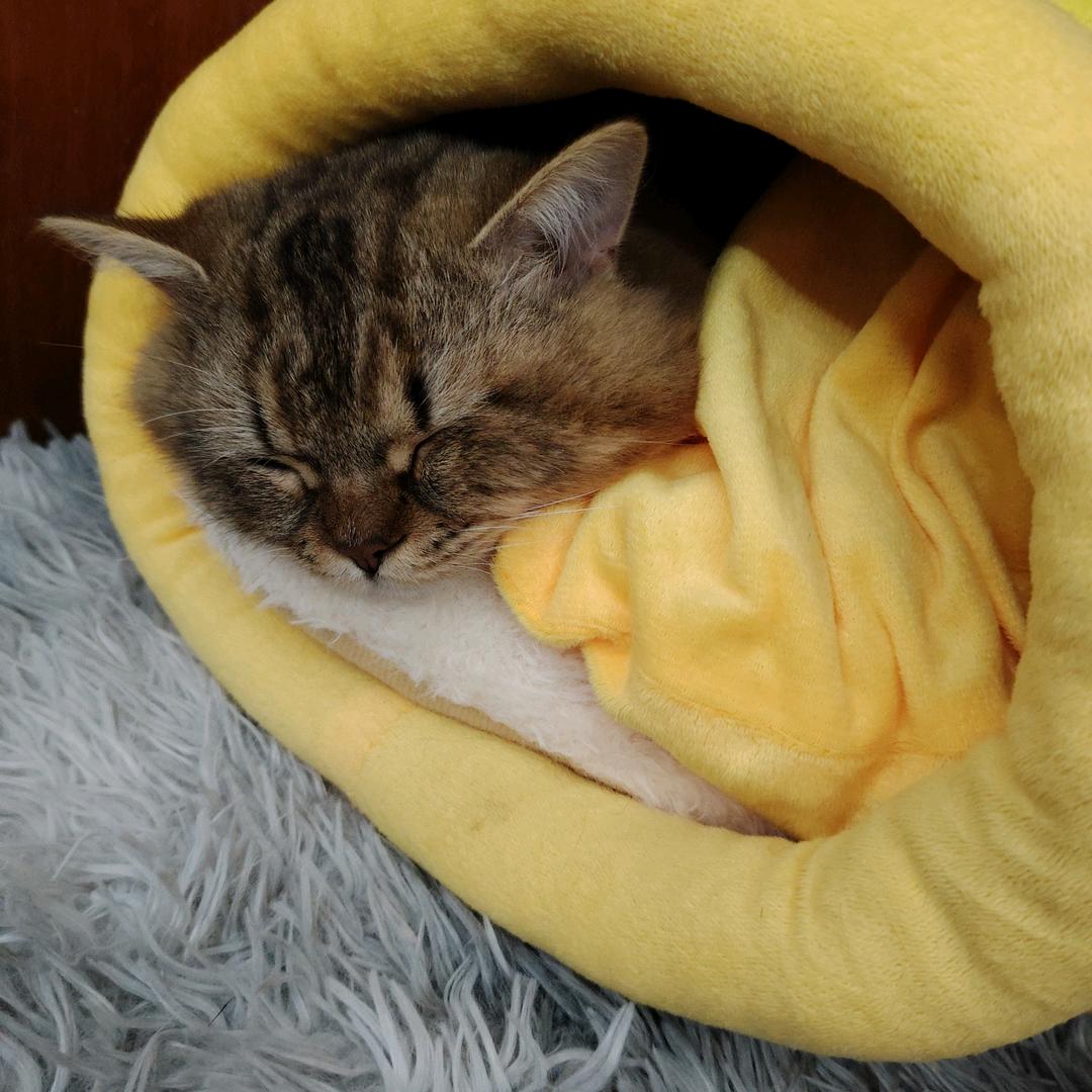 猫猫来了