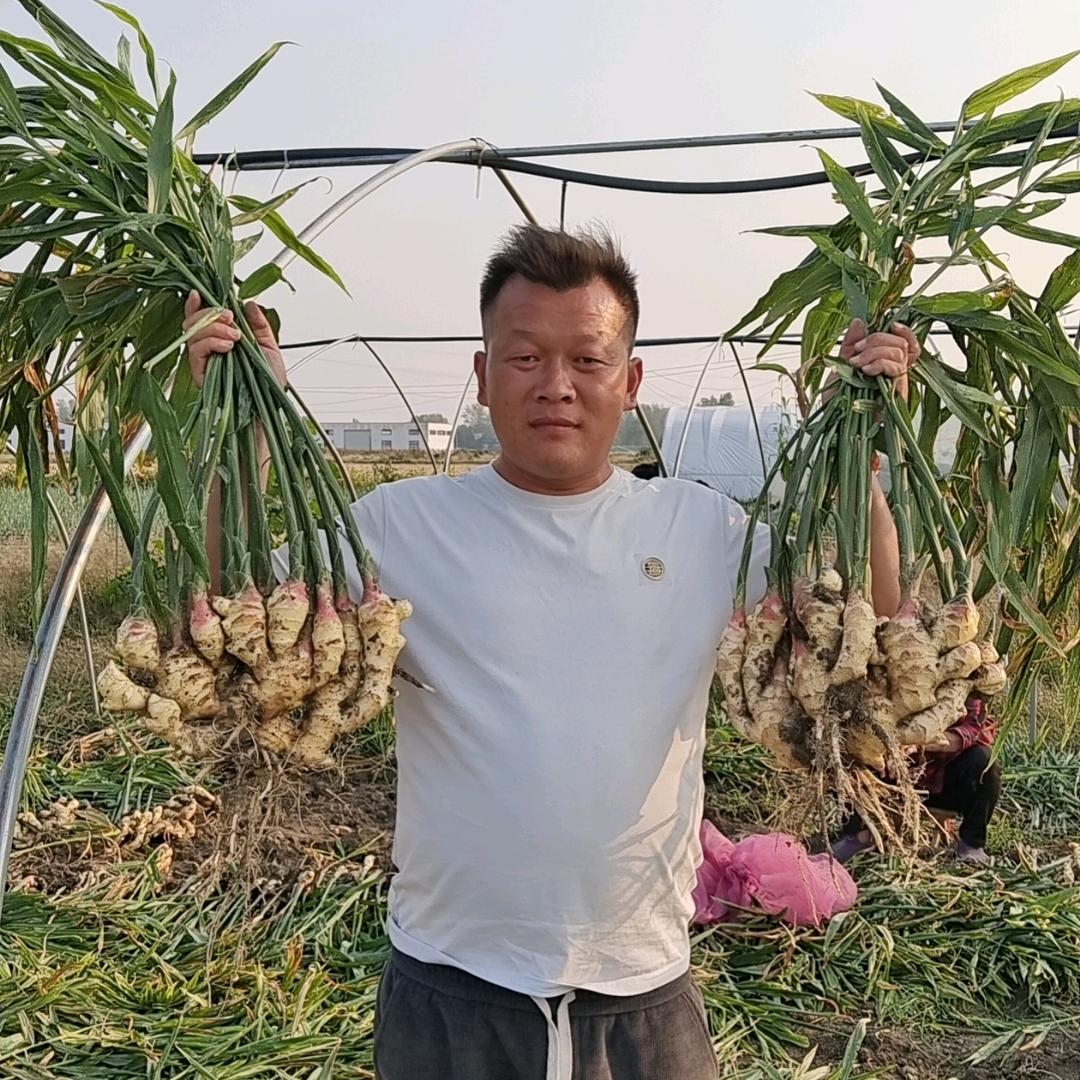 安徽界首杨丙前生姜大葱农产品(代办)