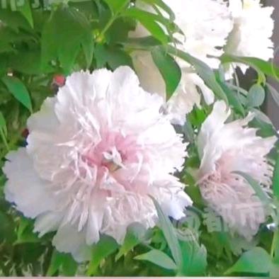 ゞ神话ぺ——72