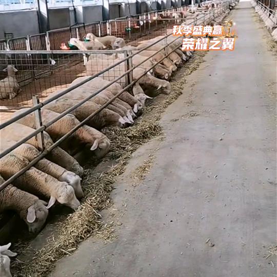 李老师专业牛羊技术