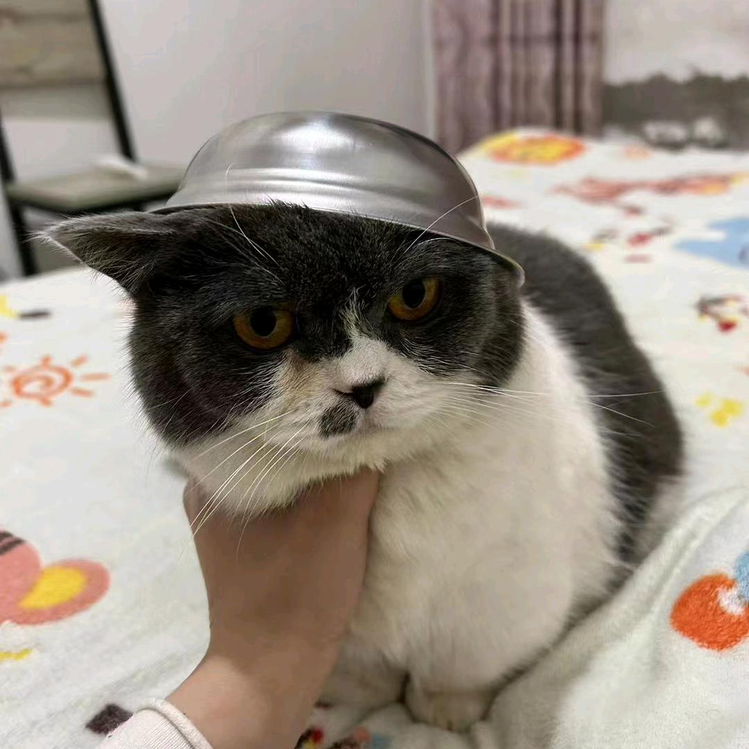 小赛哥哥