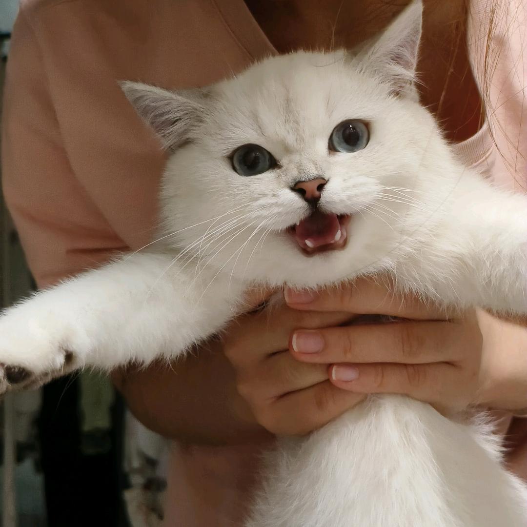 艾牙牙