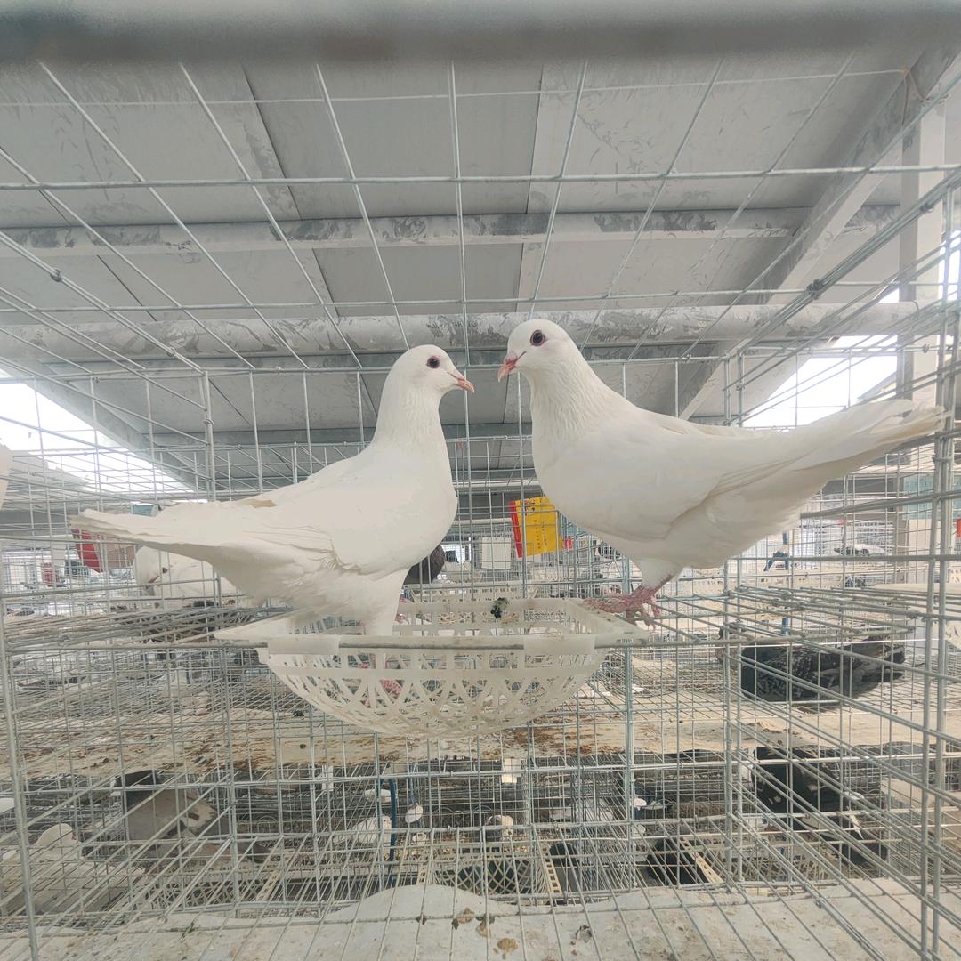 三农老鸽（肉鸽繁育）