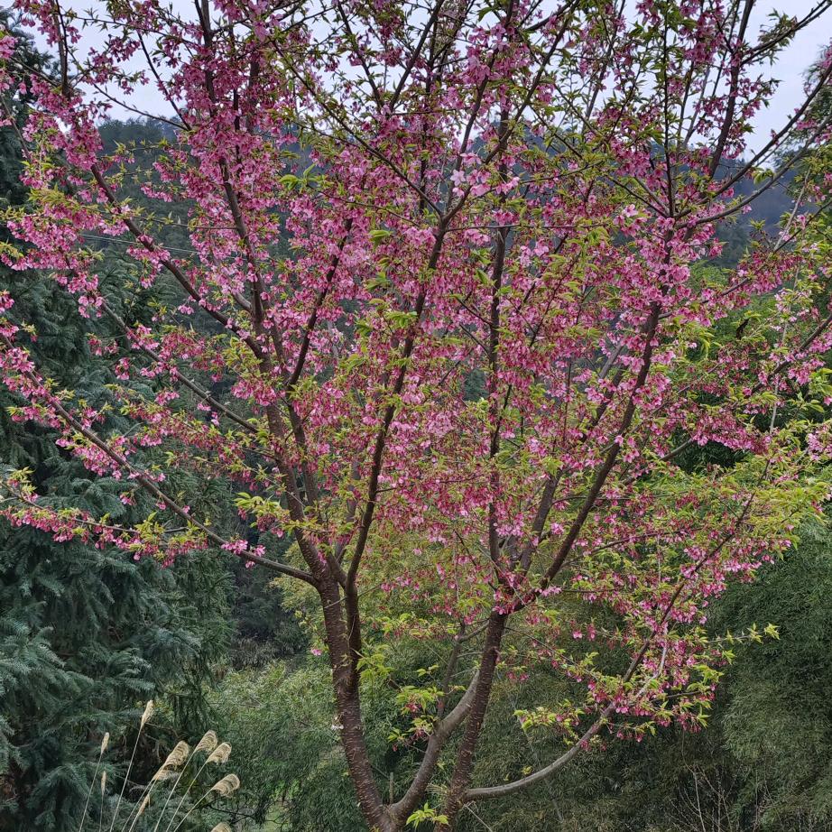 二芳
