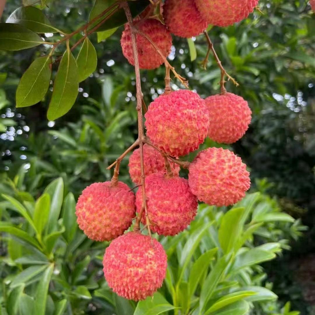 小小凡农场严选铺子