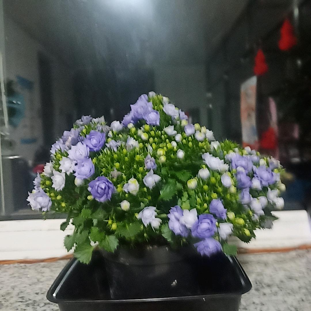 赖着你