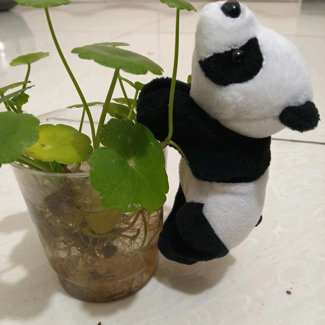 梁山好汉王老大