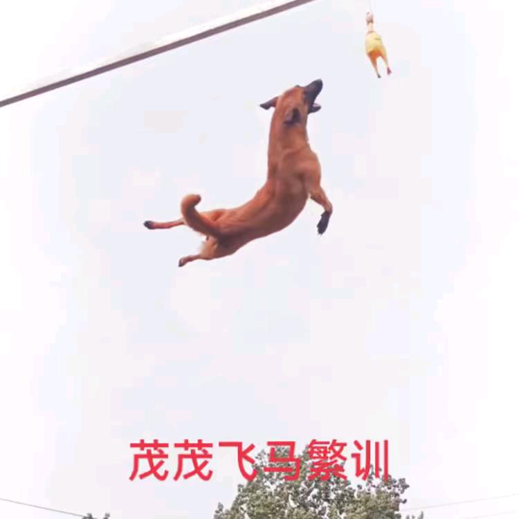 茂茂飞天马犬