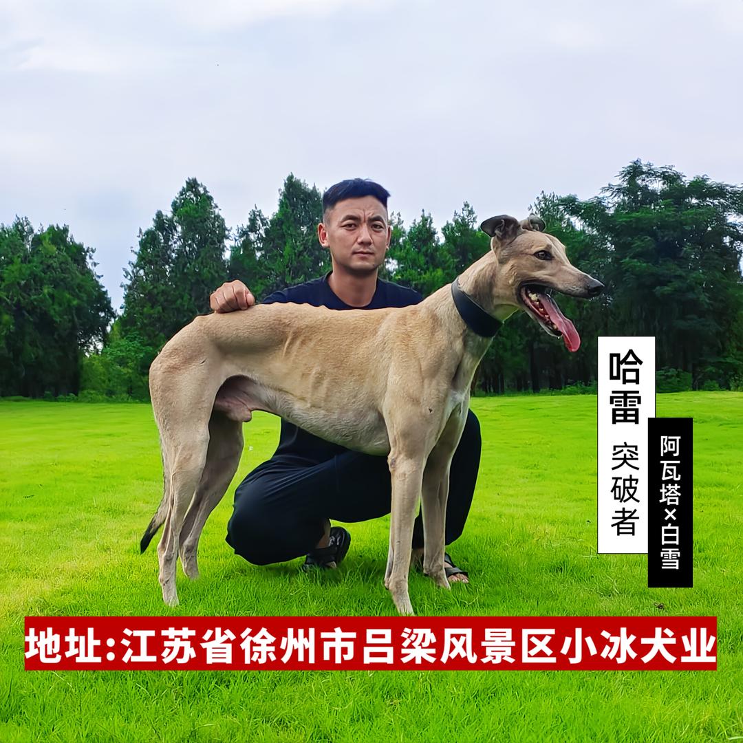 徐州小冰犬业