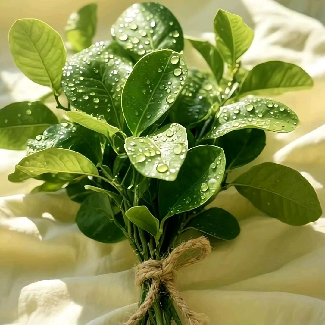 小文🦁🐰（骑手版）