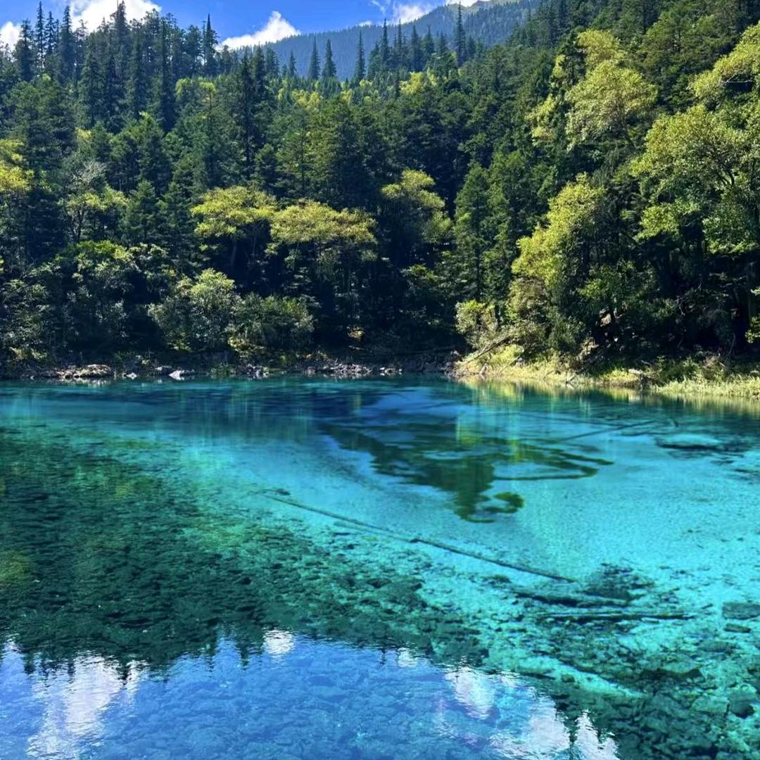 燕子卍🌳🌳🌳