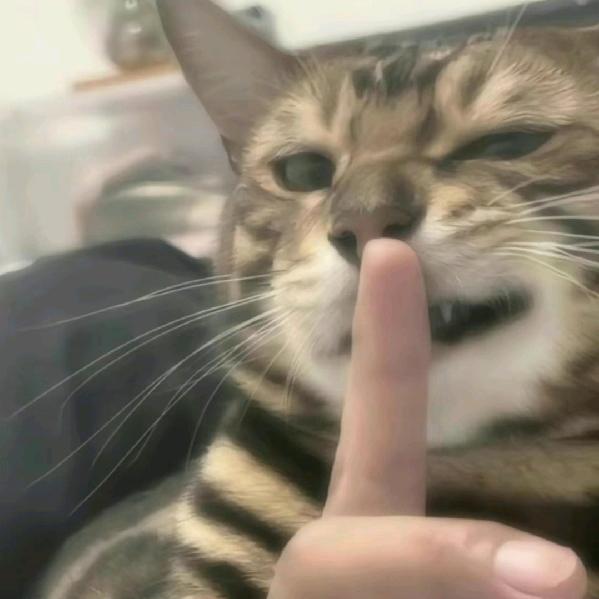 旺仔野熊