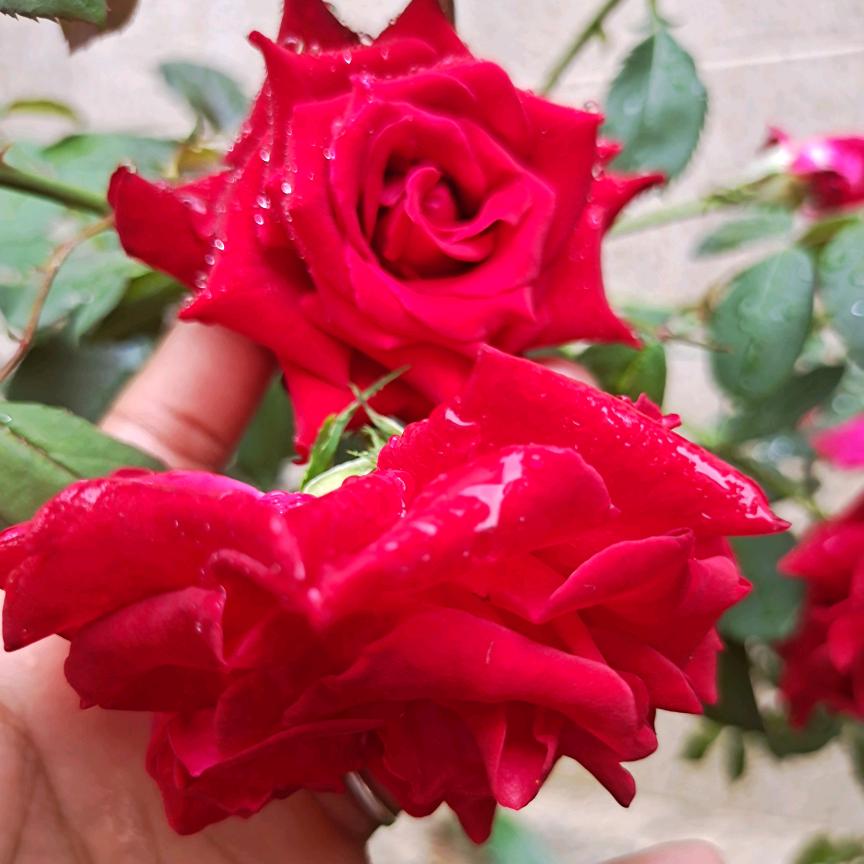 账号已注销（拒私）