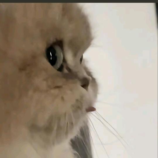 李不胖