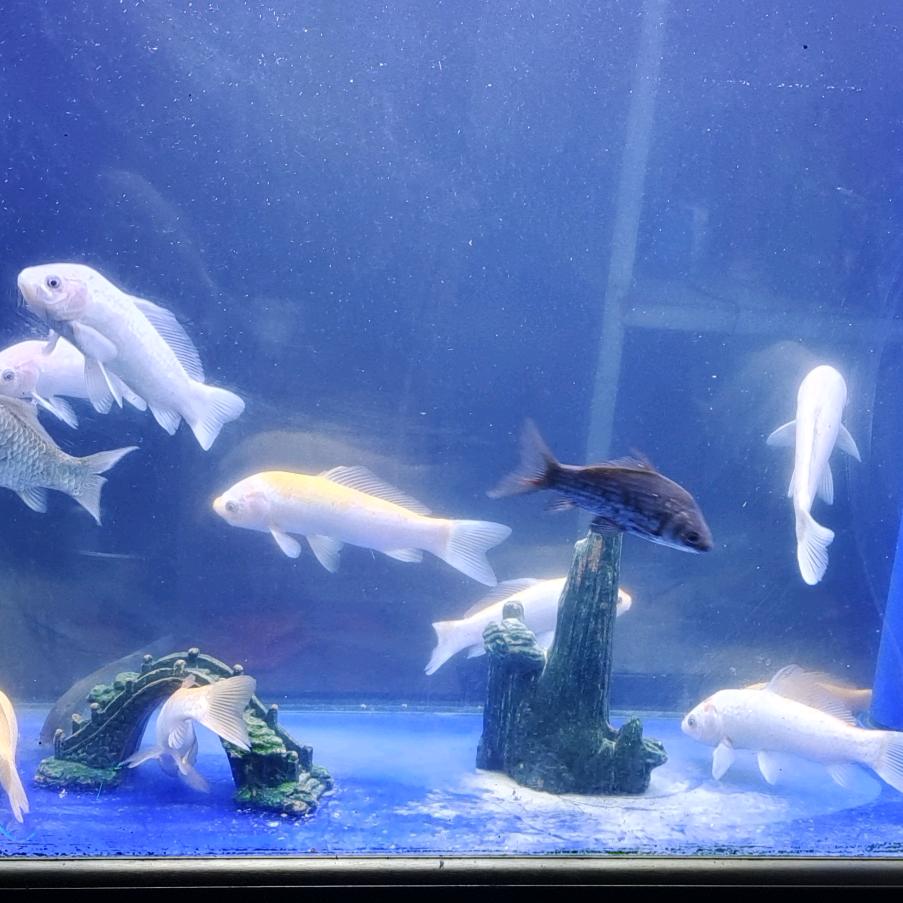 祥熟熟