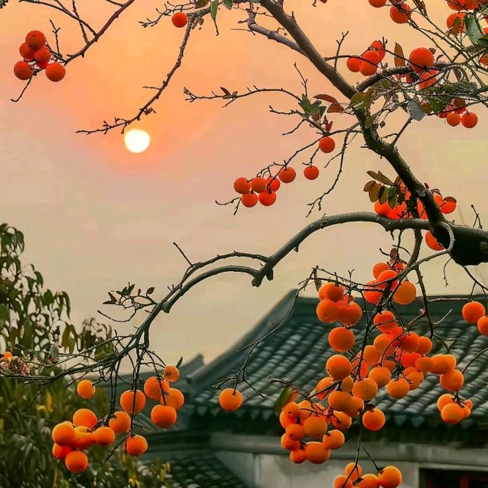 陪月亮熬夜