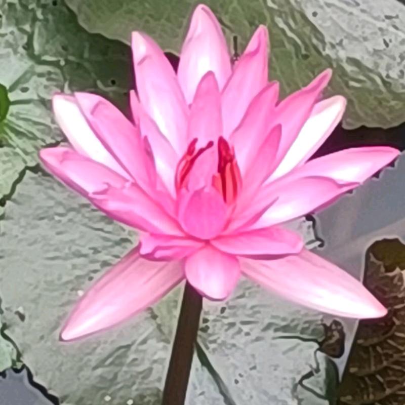 蓝棠