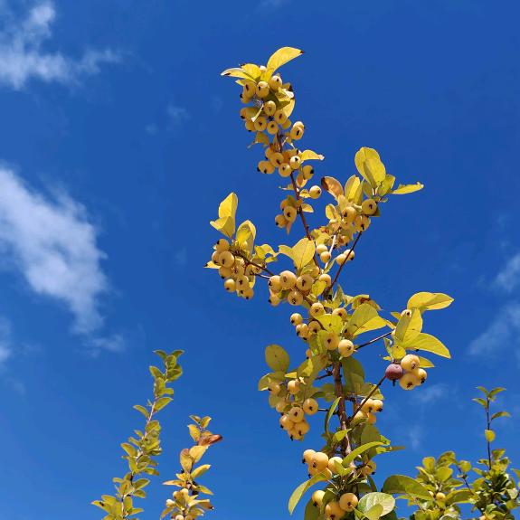 西柚苹果🍎