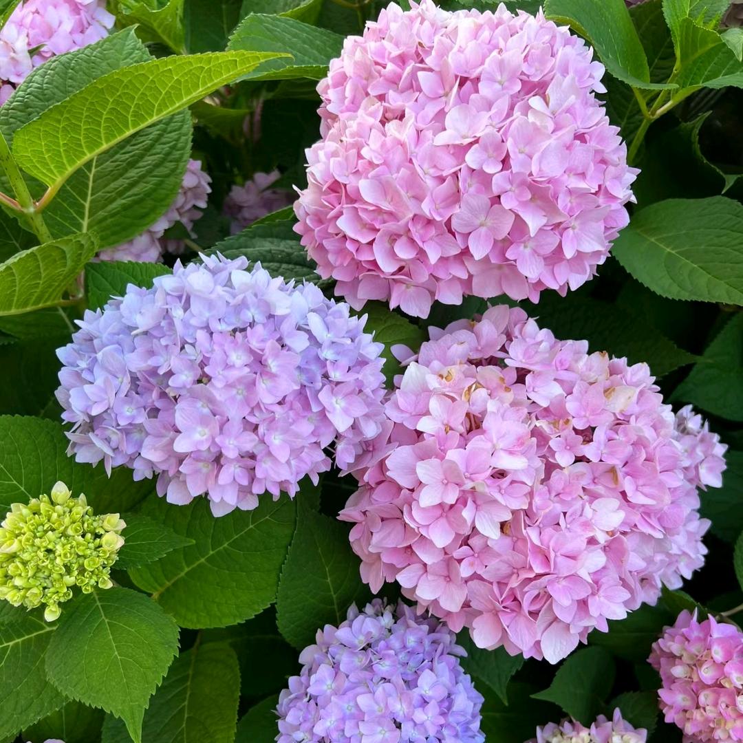 云沐花卉1