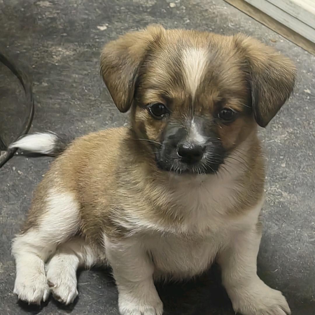 来福（小土狗）