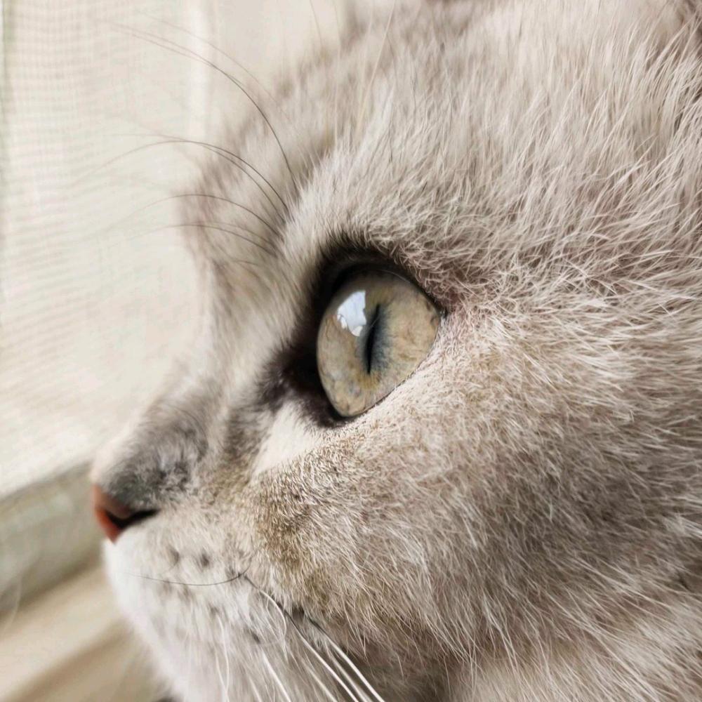 么凹猫📷