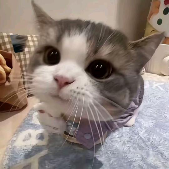 素素凛