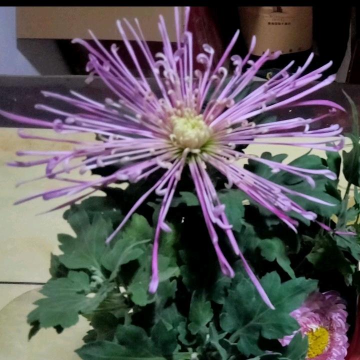 宝丰三里菊花培育基地