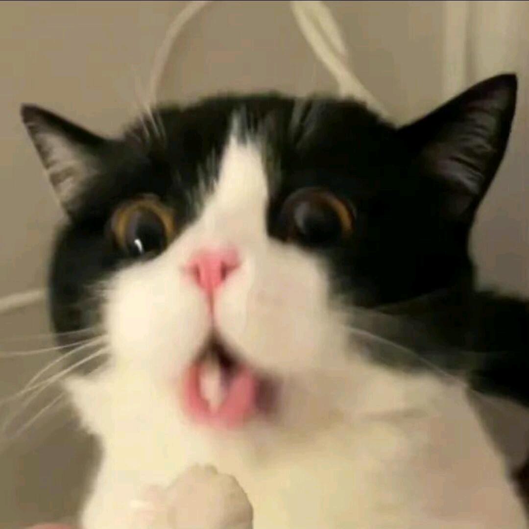 爱骑车的cat