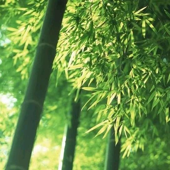 小财神