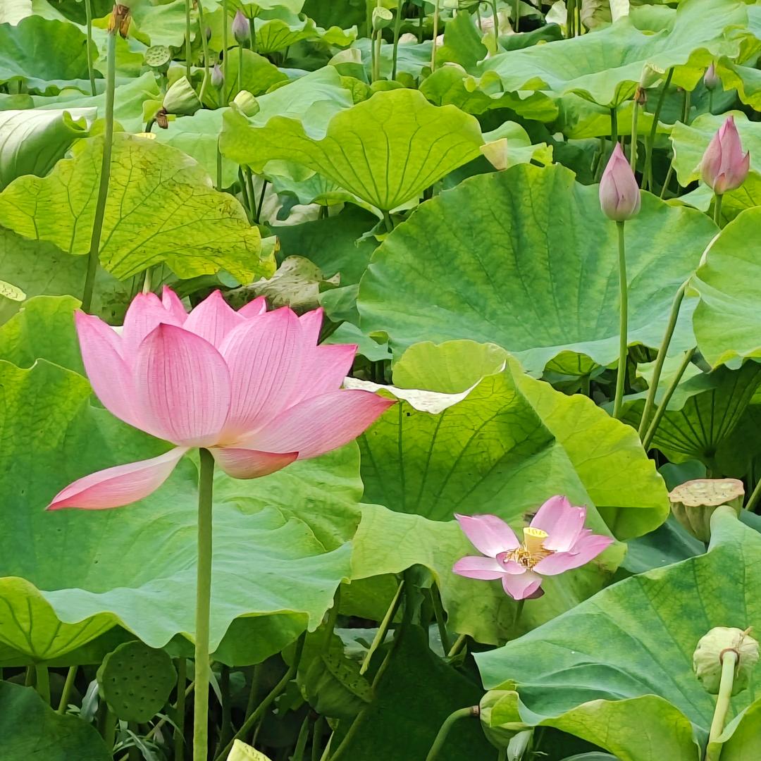 小十姐姐