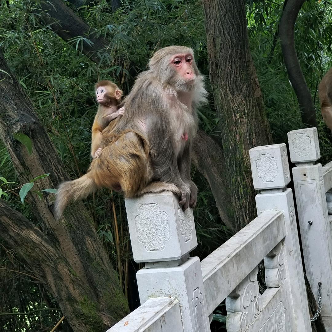 在野