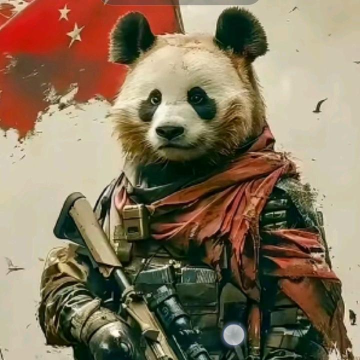 棱云木