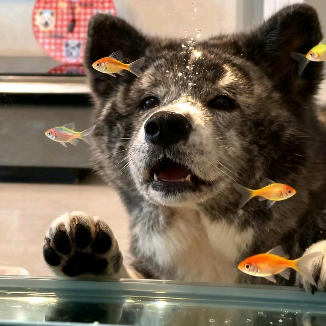 小杰