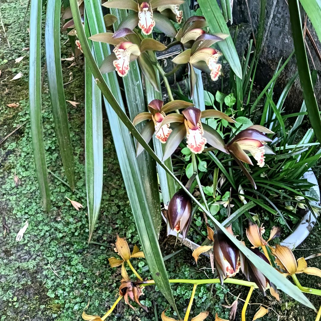 灰狼