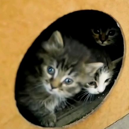 龙猫