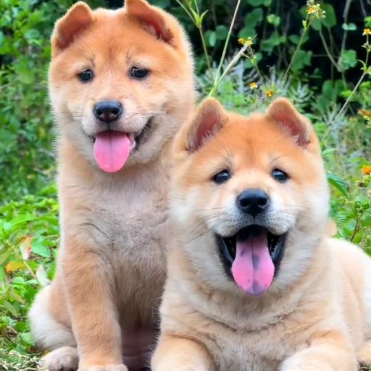 郭哥淘田园犬