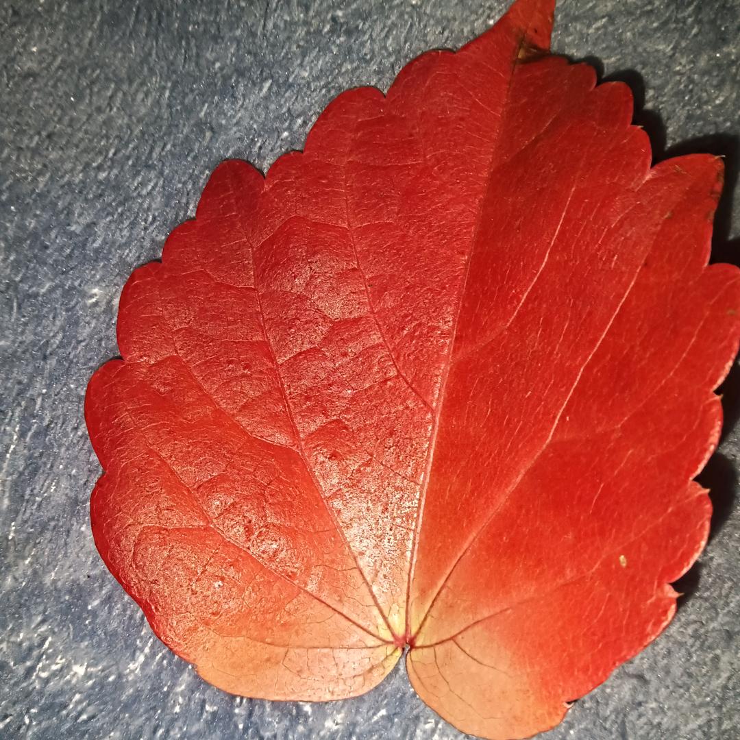 白是怎样的白