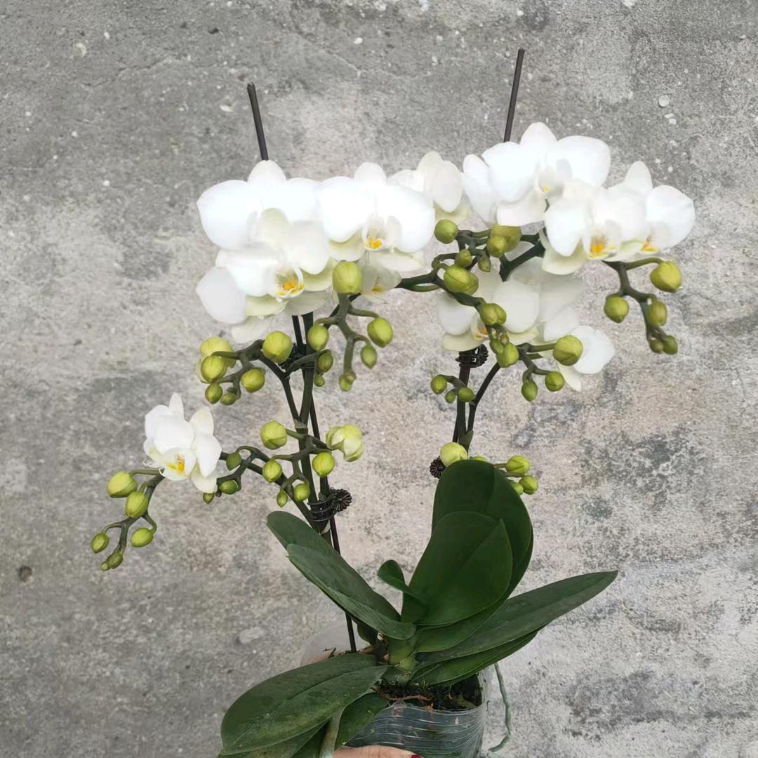 保定市生态园花卉园艺博览园