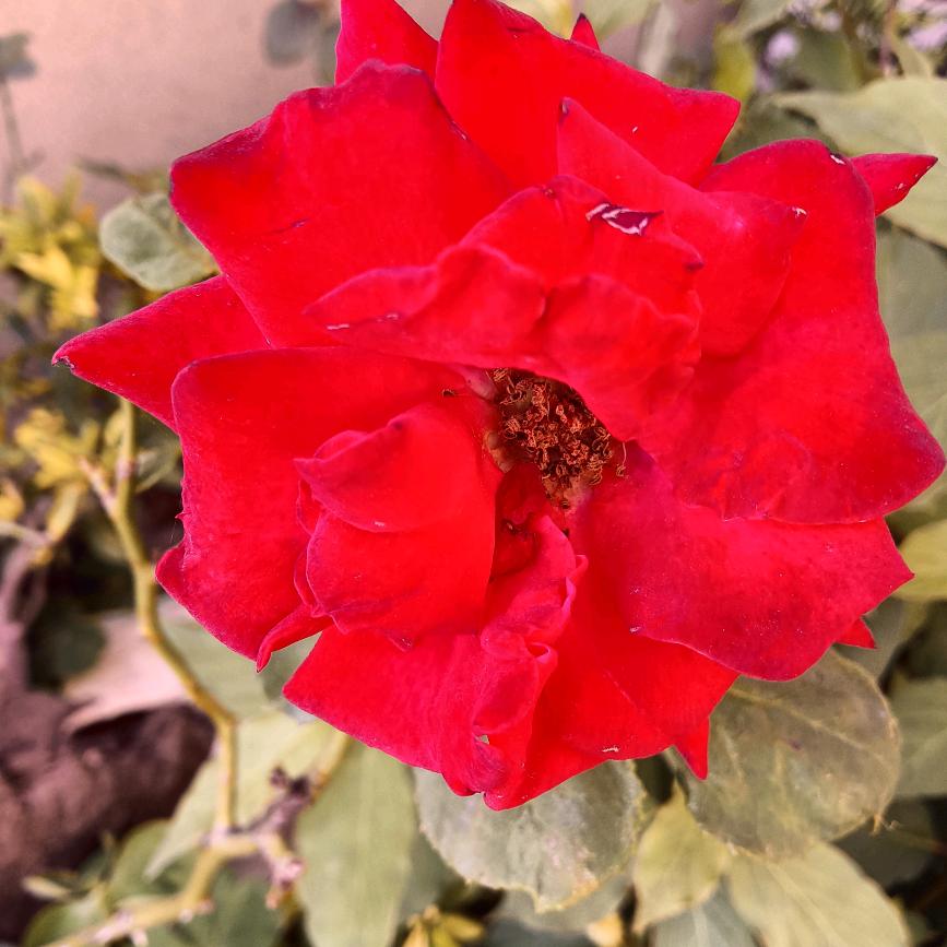 苹果一