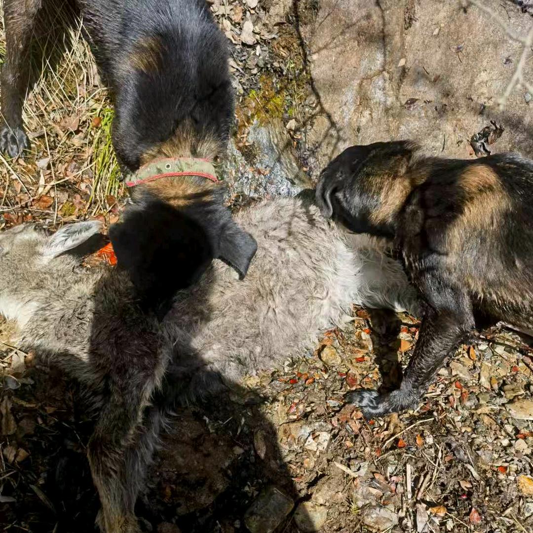 山里人《阿坝州》