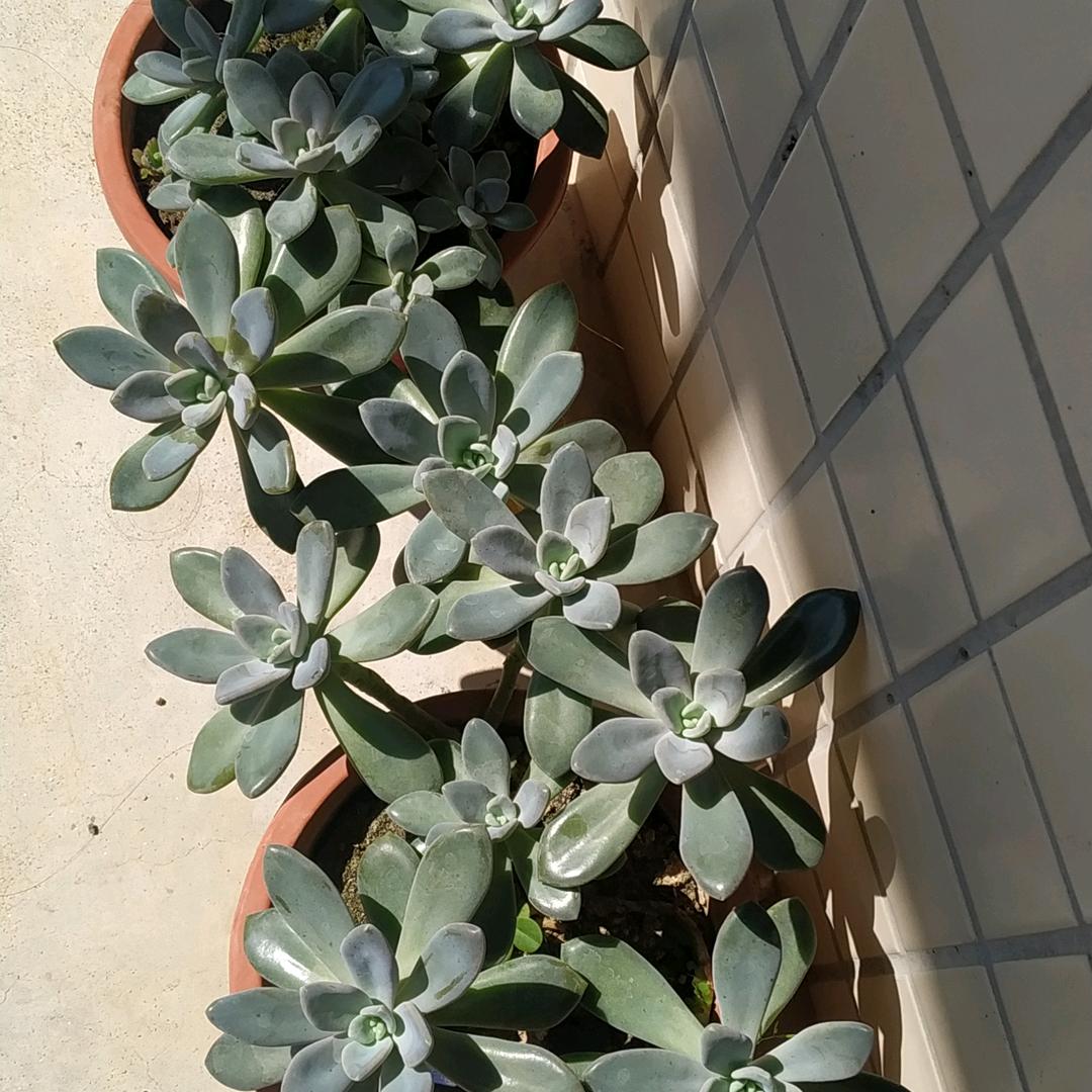 静~芯