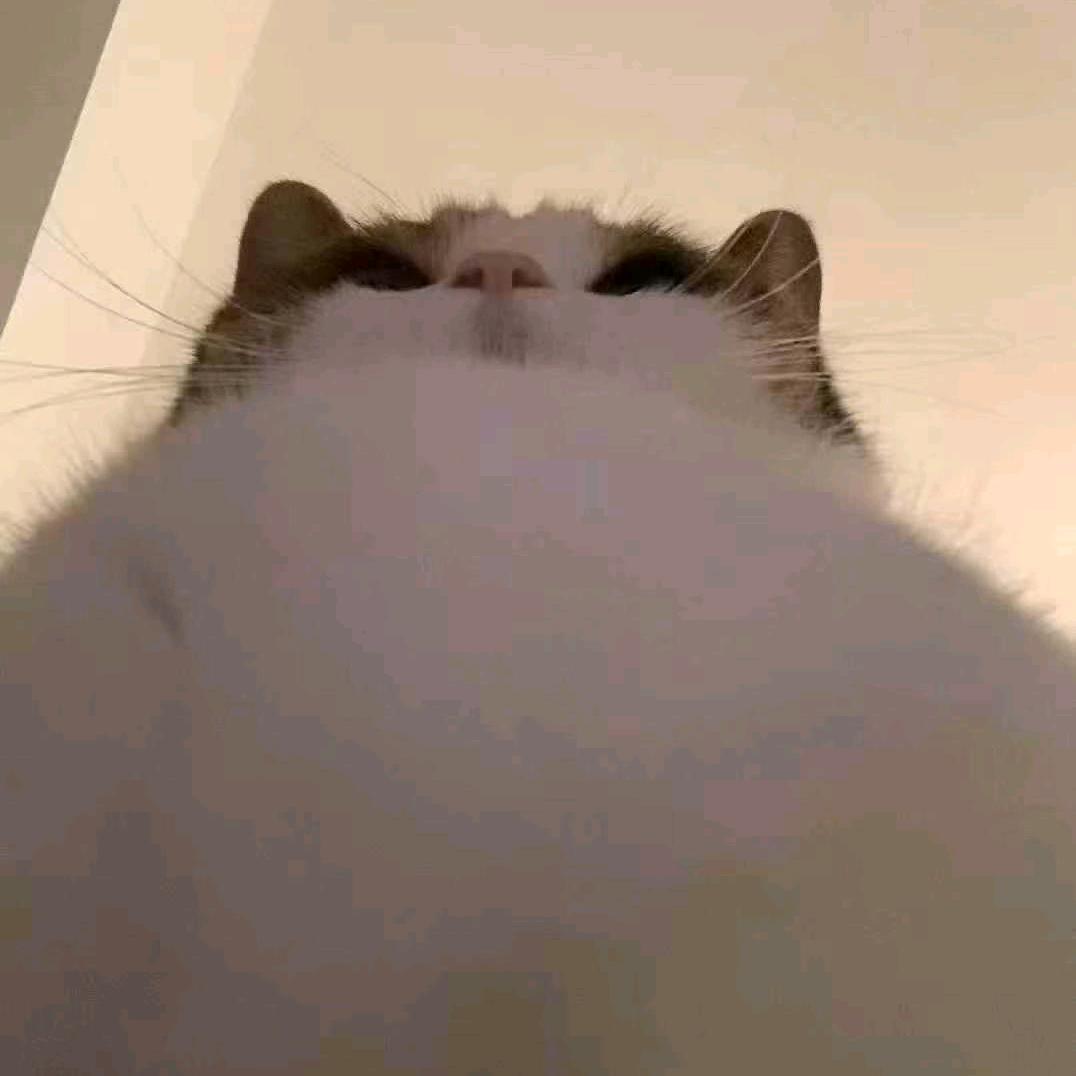 西红柿的家