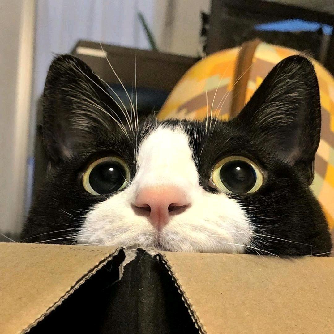 老嘎真